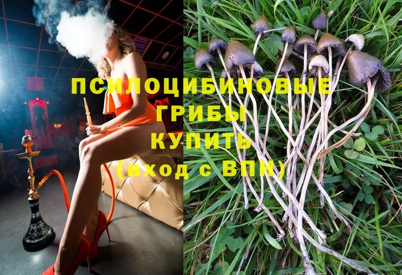 hydra вход  закладка  Кировград  Псилоцибиновые грибы MAGIC MUSHROOMS 